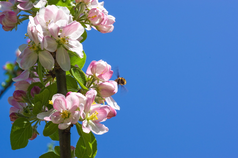 shades of green, beauty in nature, fruit tree, pink color, cherry tree, softness, flower, cherry blossom, plant, pollen, copy space, freshness, close-up