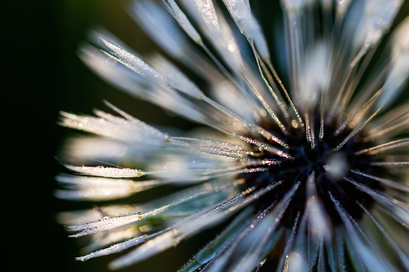 model, flower, defocused, mm, ƒ / 2,8, exif, Dandelion, f/2, lens, macro photography, backgrounds, geo:location, iso_speed, pattern, nature, abstract, camera