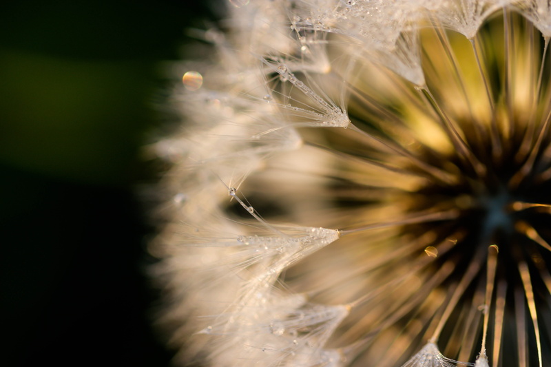 f/2, model, nature, exif, 5K, mm, ƒ / 2,8, aperture, summer, canon eos 100d, flower, photo, in the morning, iso_speed, focal_length, Dew, drops, usm, Dandelion