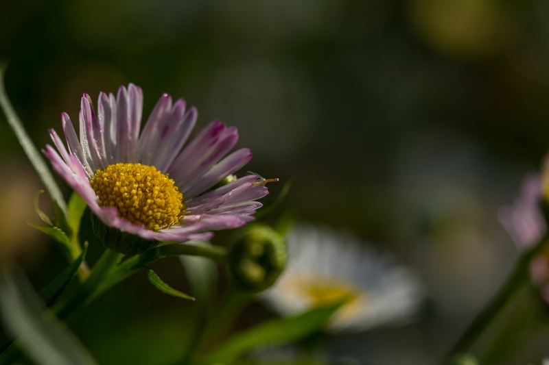 macro, plant, petaled, 5K, autumn, nature, outdoors, shot, macro shot, Alnarp, petal, dagg, makro, daisy, close-up, summer, purple, yellow, dew, Flower