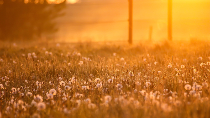 flower, fields, Golden light, plant, white flower, dagg, grass, 5K, scenery, dandelion, white, sunlight, summer, outdoors, defocused, nature, gräs, sunset