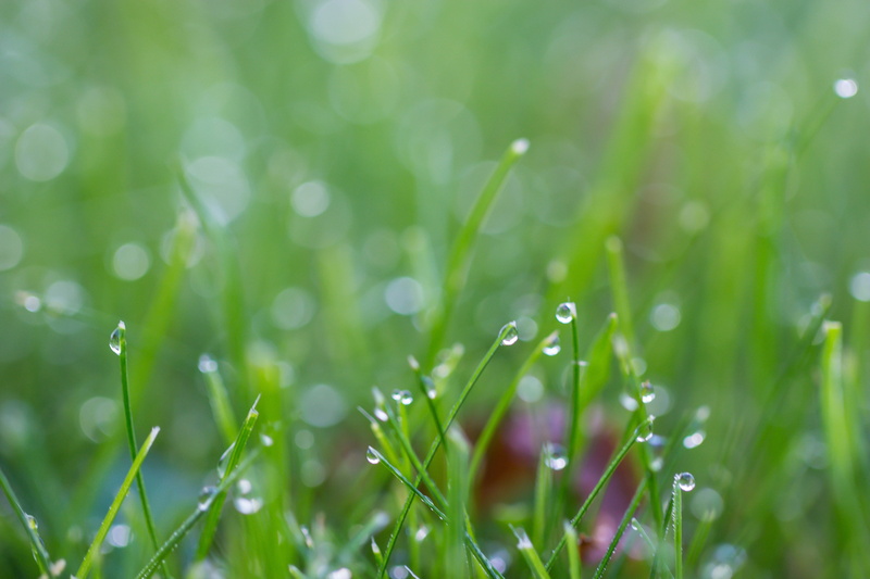 close-up, dagg, shallow focus, springtime, focus, freshness, green grass, outdoors, USM, Dew, grass, makro, meadow, plant, nature, 5K, green Color, Canon EF