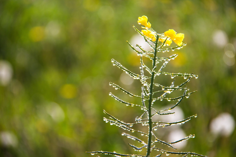 focus, leaf, nature, 5K, dew, close-up, Glittering, rape, selective focus, dagg, rapeseed, seed, plant, Raps, outdoors, summer, yellow, petaled, water