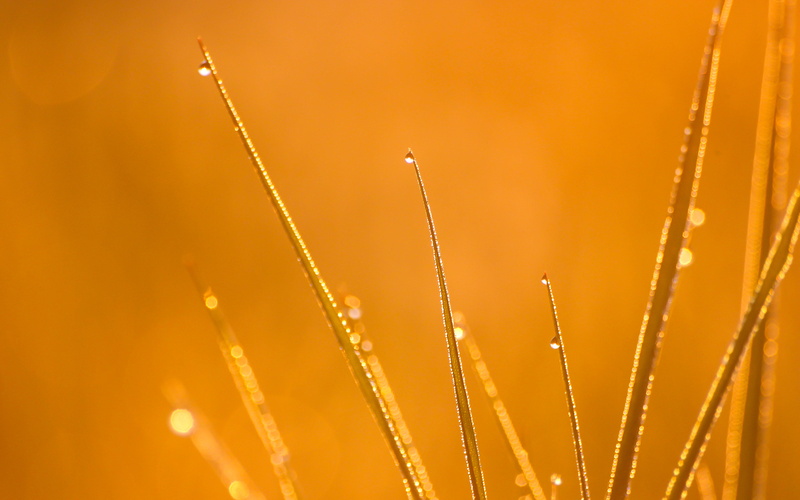 jus, nature, grass, photography, macro, water, 4K, plant, dagg, Sunrise, drop, close-up, gräs, water droplets, meadow, summer, green Color, waterdrop