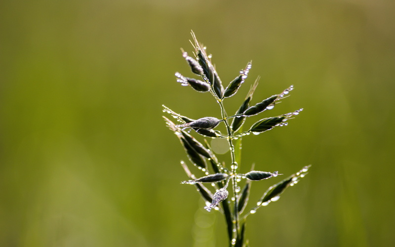 leaf, summer, nature, green Color, close-up, freshness, black, plant, drop, dew, 5K, dagg, grön, grass  green