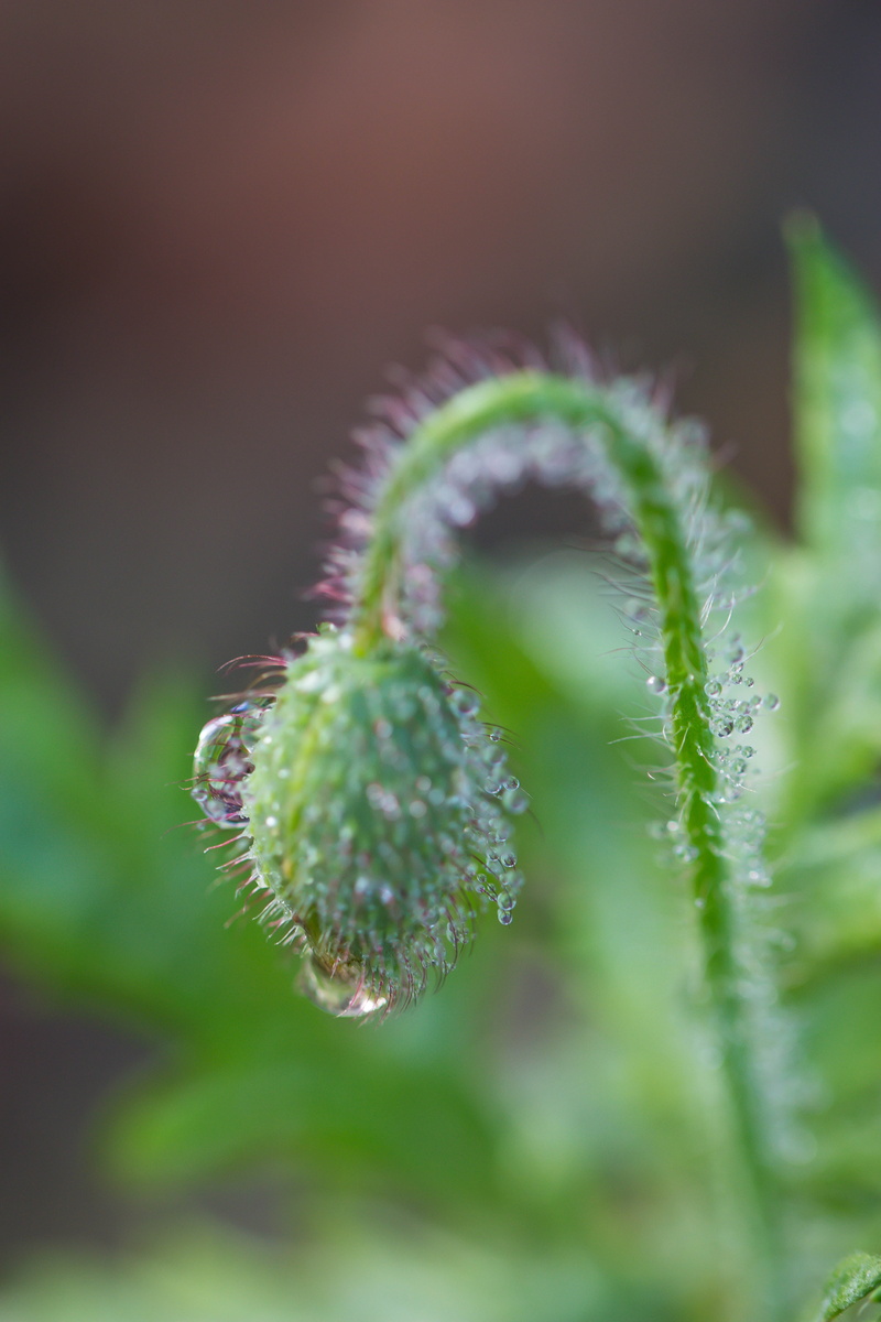 shot, drops, USM, bud, nature, 5K, green, Canon EF, summer, flower bud, flower, Droplets, macro, photography, dagg, macro shot, plant, dew, green Color