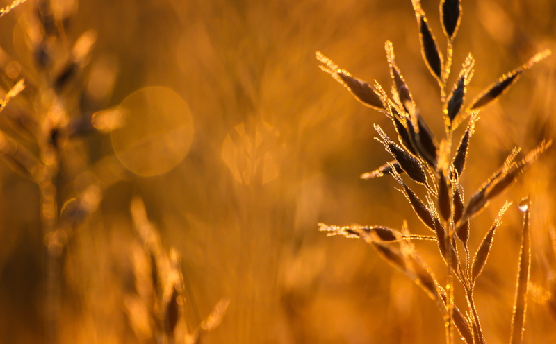 first, vibrant color, growth, gold colored, organic, Dawn, backgrounds, summer, plant, abstract backgrounds, close-up, 5K, cereal plant, morgon, sunlight