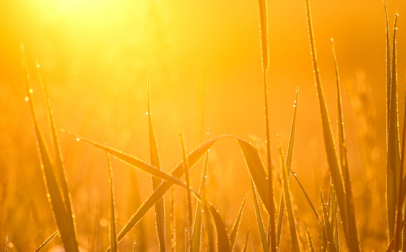 outdoors, dew, morning, 5K, focus on foreground, blade of grass, beauty in nature, yellow, plant, Aero, tranquility, backgrounds, nature, Light, water