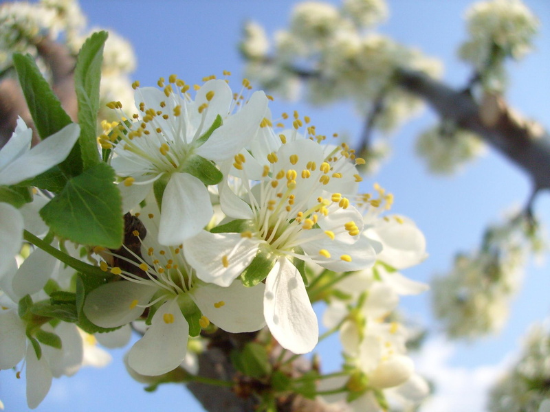 fruit, bloom, blooming, apple, 3d and abstract, tree, spring, flower, 1080P
