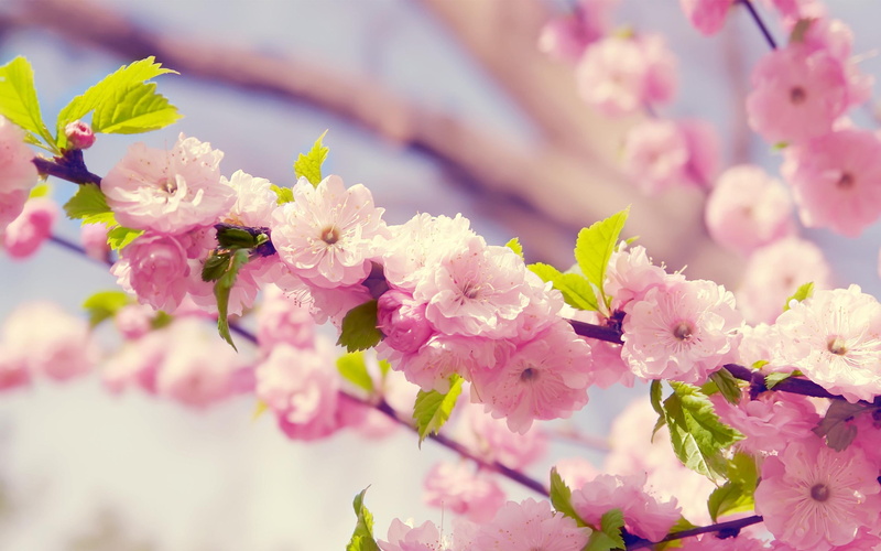 2K, blossom, spring, sakura, nature