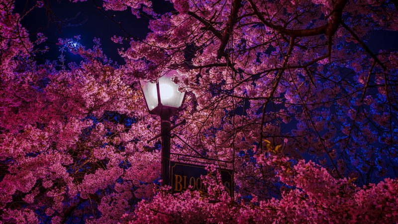 1080P, Sakura blossom, lantern, night