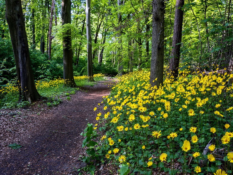 nature, trees, path, greenery, lovely, green, nice, forest, 1080P, fresh, beautiful, flowers, summe, yellow