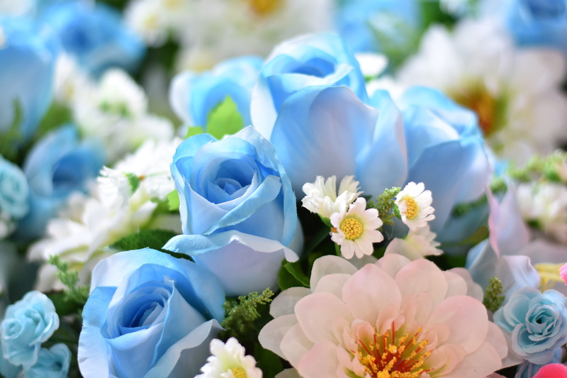white color, nature, close-up, spring, daisy, flower, flower head, blue, focus, bunch of flowers, blooming, no people, fragility, petal, 5K, flowerbed