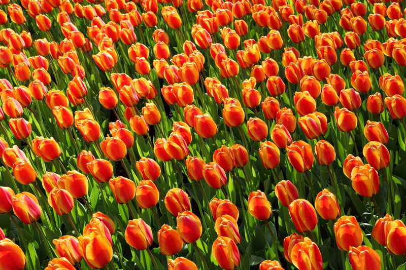 backgrounds, flower, abundance, garden, beauty in nature, summ, fair weather, tulip, flora, flower head, background, red, vulnerability, holland, full frame