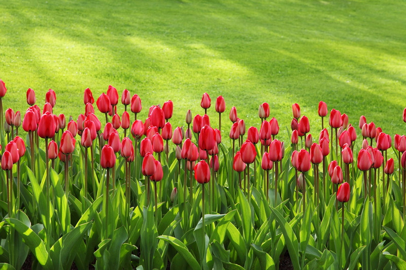 field, flower head, green, manicured lawn, plant, colour, flower, red, freshness, flowers, day, no people, springtime, summ, outdoors, spring, background