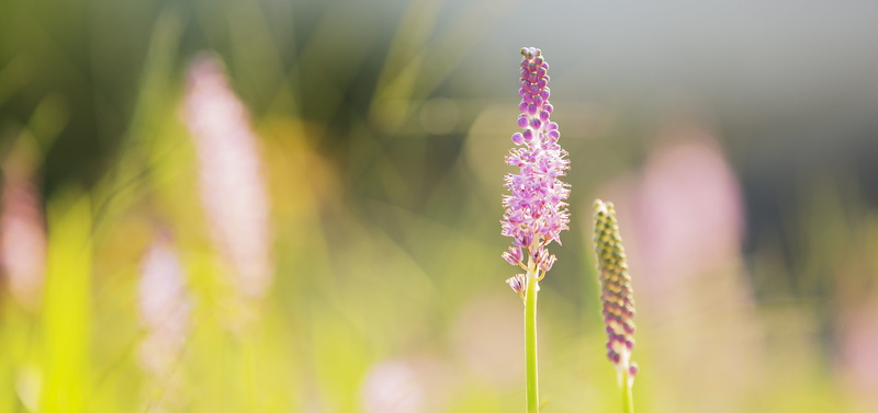 romantic, 4K, springtime, growth, fragility, natural, land, beauty in nature, summe, lavender, flowering plant, no people, plant, vulnerability, freshness