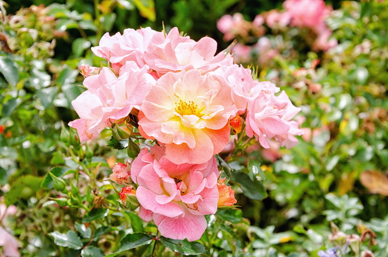 garden, beauty in nature, park, botany, focus on foreground, flowers, flower head, botanical, fresh, flowering plant, summer, no people, new york, day