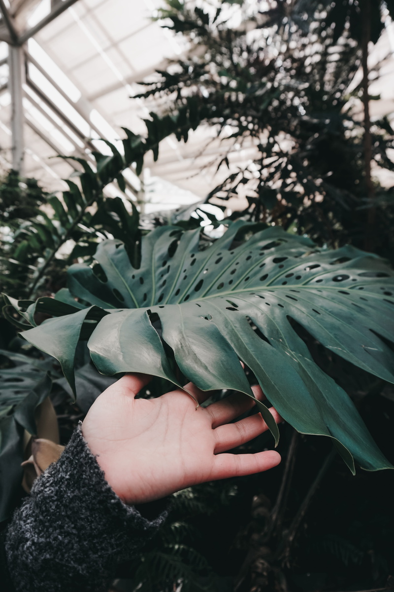 adult, brooklyn botanic garden, day, real people, 5K, focus on foreground, green color, growth, women, finger, unrecognizable person, human body part