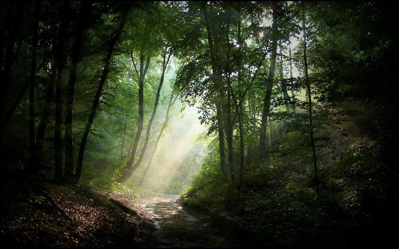 road, forest, sunlight, nature, 1080P, dirt road, green, trees