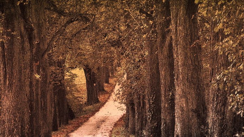 nature, trees, tranquil scene, noise, treelined, footpath, outdoors, sunlight, filter, scenics - nature, brown, land, tree, trunk, direction, the way forward