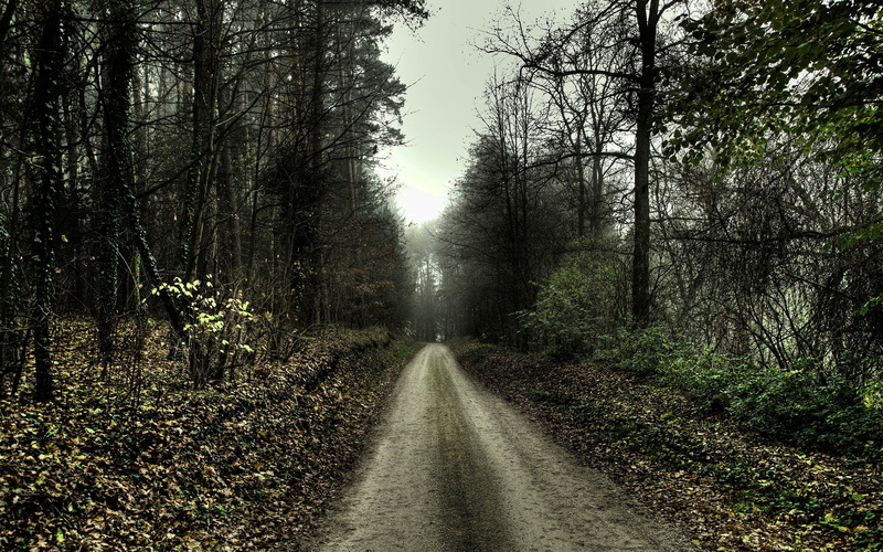 forest, outdoors, plant, dirt road, vanishing point, road, leafed, tranquility, the way forward, path, growth, scenics - nature, 2K, long, no people, transportation