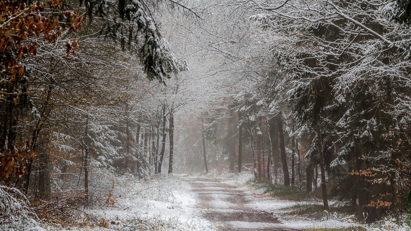 forest, 1080P, landscape, winter, dirt road, path, snow