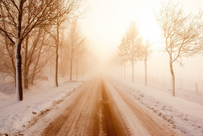 plant, treelined, tranquil scene, winter, diminishing perspective, trees, direction, beauty in nature, street, tranquility, bare tree, scenics - nature