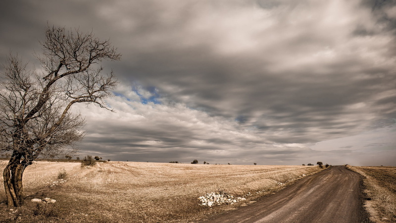 tranquility, sky, nature, tranquil scene, plant, field, environment, overcast, road, no people, 1080P, bare tree, beauty in nature, rural scene, tree