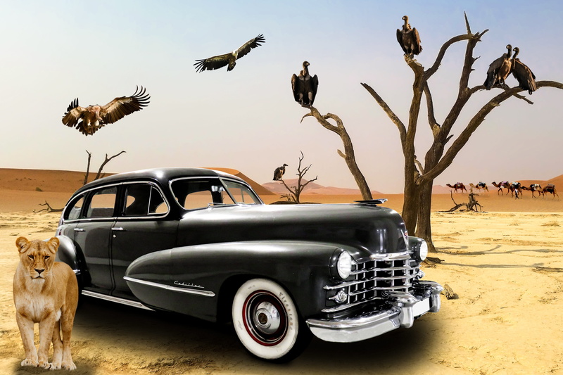 motor vehicle, tree, animal themes, car, nostalgia, transportation, desert, mode of transportation, oldtimer, pets, wait, cadillac, animal wildlife, composing