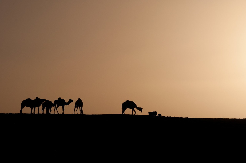 1080P, Camel, Sahara, Desert, Sunrise, Animal, Photography, Caravan, Africa, Algeria, Sand, Silhouette