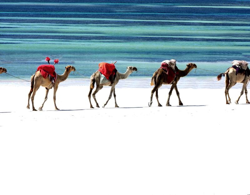 1080P, Caravan, Photography, Camel