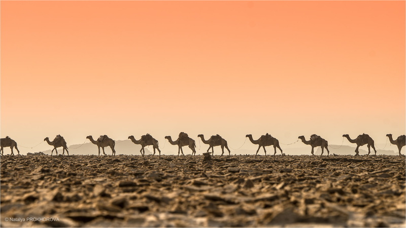 desert, 1080P, heat, camels, Caravan