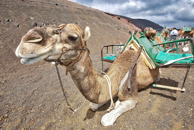 outdoors, herbivorous, transportation, animal body part, landscape, camels, land, saddle, sand, caravan, mammal, climate, hot, desert, no people, summer