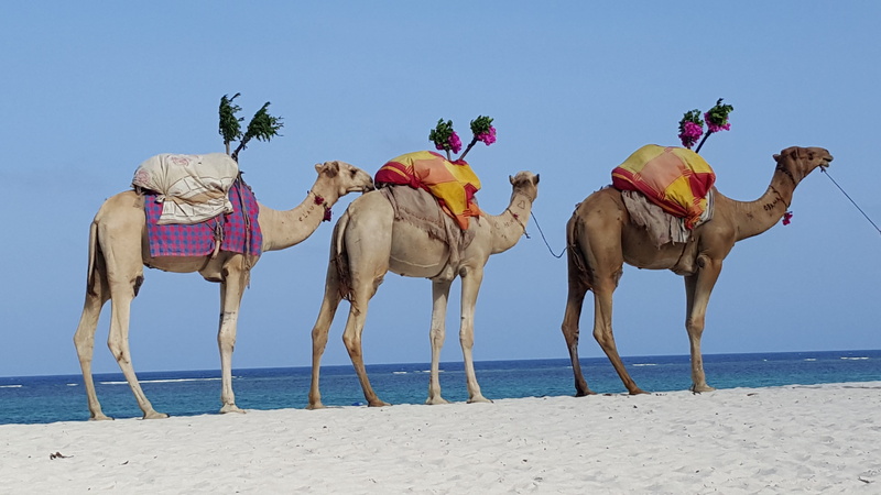 group of animals, animal themes, 5K, nature, desert ship, water, oasis, sea, travel destinations, blue, domestic animals, Caravan, Dromedary, scenics - nature