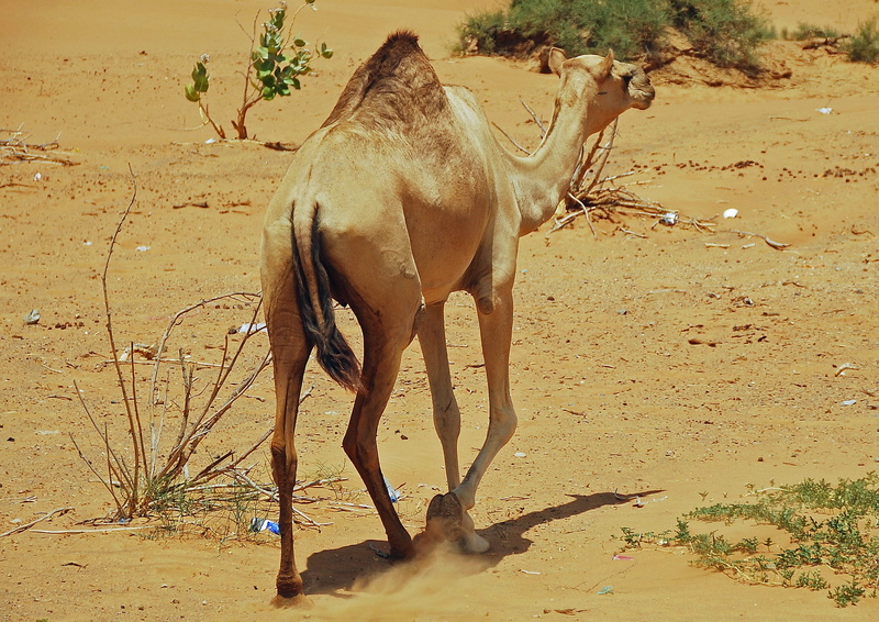 Camel, animal, nature, Caravan, sunlight, day, vertebrate, Desert, running, sand, outdoors, animals in the wild, pets, Mammal, one animal, land, field
