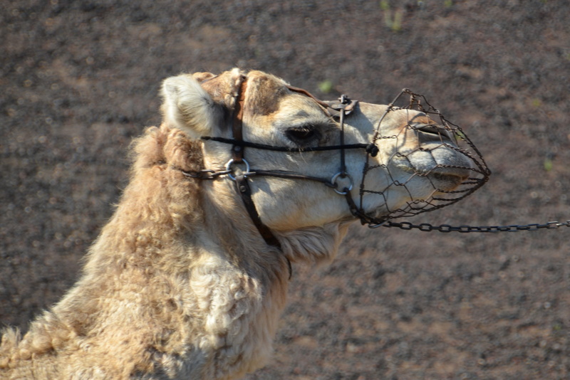 sun, focus on foreground, pets, animal themes, 2K, desert, Sahara, animal head, mammal, domestic animals, close-up, Caravan, wüstentour, vertebrate, sand
