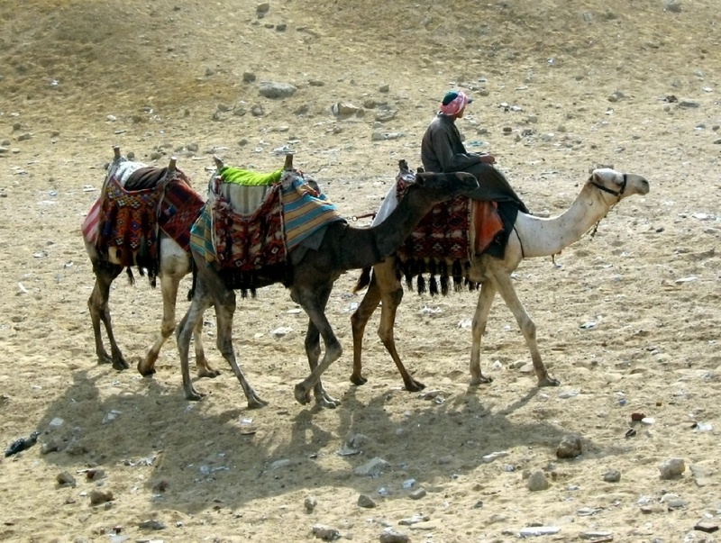 working animal, animal wildlife, daytime, domestic, group of animals, riding, scene, travel, people, pets, outdoor, three, sahara, camels, outdoors, transport