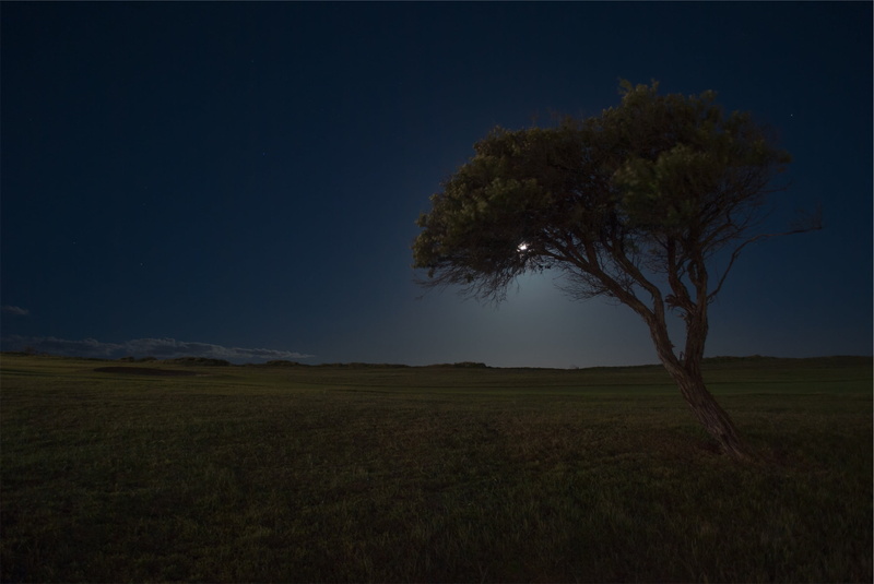 blue, no people, night, tranquility, single tree, middle, landscape, tranquil scene, afar, plant, dawn, grass, nature, sky, land, view, moon, beauty in nature