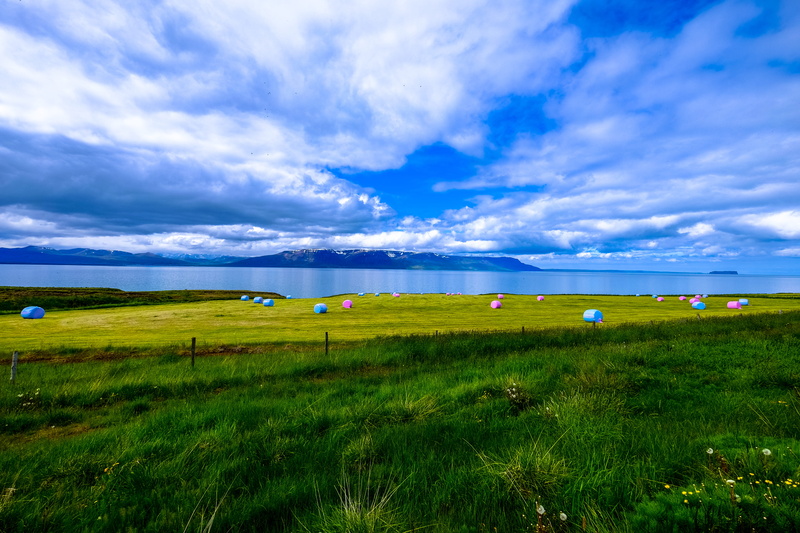 flowers, day, green color, daylight, scenery, scenic, open field, soil, rural, sea, rural scene, land, nature, tranquility, grassland, field, countryside