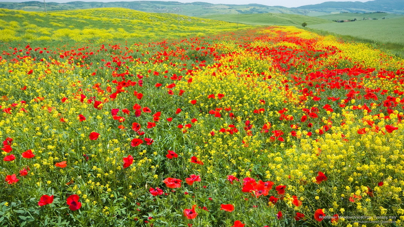 meadow, Flowers/Gardens, dorcia, italy, wildflower, val, 2K, tuscany