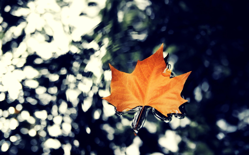 water, hq, 2K, leaf, macro, nature, autumn, maple