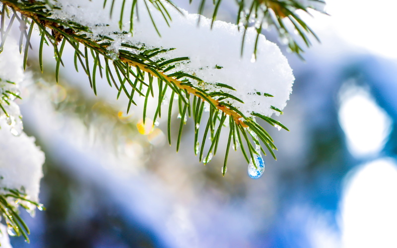 spruce, white color, leafed, coniferous tree, macro, tree, fir tree, dew, pine tree, 4K, day, leaf, hq, snow, green color, freshness, winter