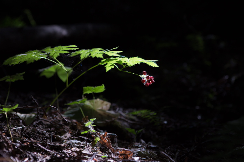 spider web, beauty in nature, fragility, hq, small, nature, 5K, hd, day, water, land, hd photo, flowering plant, shrub, green, red, vulnerability
