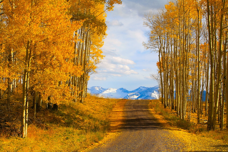 growth, footpath, trees, maple, land, autumn, telluride, nature, the way forward, treelined, diminishing perspective, autumn collection, road, tranquil scene