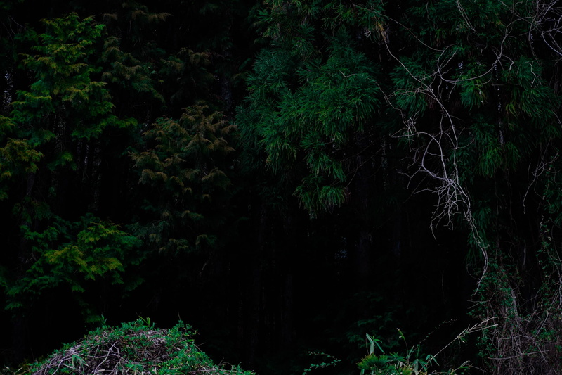 dark, japan, rainforest, foliage, forest, trees, outdoors, scenics - nature, tranquility, tranquil scene, land, plant, day, beauty in nature, nantan, 1080P