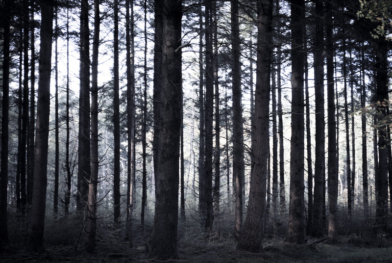 tranquility, woodland, landscape, tree, creepy, tranquil scene, 4K, composing, scary, dark, pine woodland, beauty in nature, environment, sticks, day