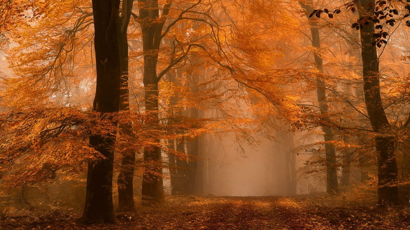 dirt road, landscape, path, Netherlands, amber, forest, orange, leaves, fall, 720P, nature, mist