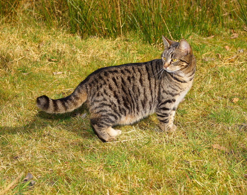 animal themes, animal wildlife, mackerel, lucky cat, animal world, three coloured, cats eyes, whisker, field, plant, graceful, green color, close, green