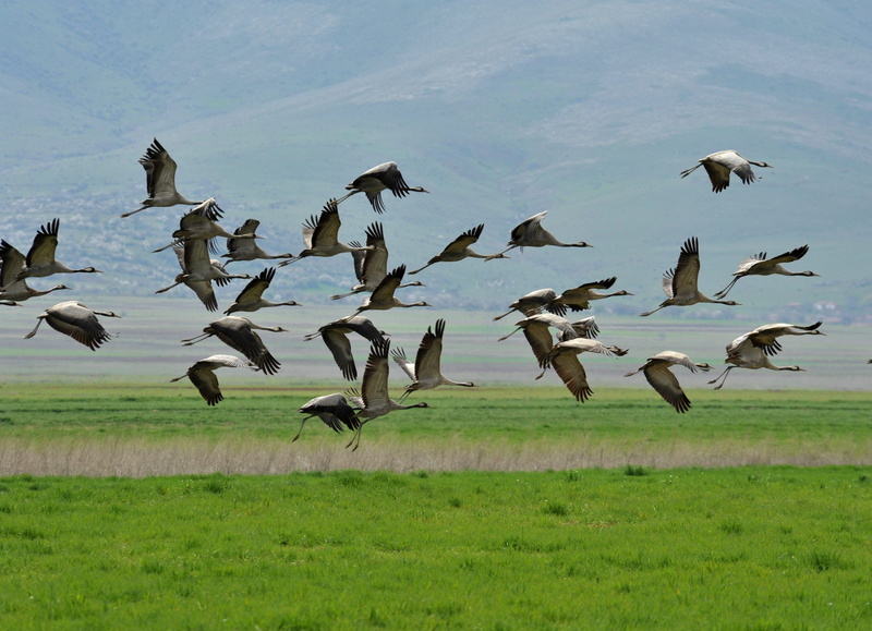 animal, flying, 1080P, Homesickness, sky, day, plant, animals in the wild, animal wildlife, Crane, nature, no people, bird, landscape, land, mid-air, trip