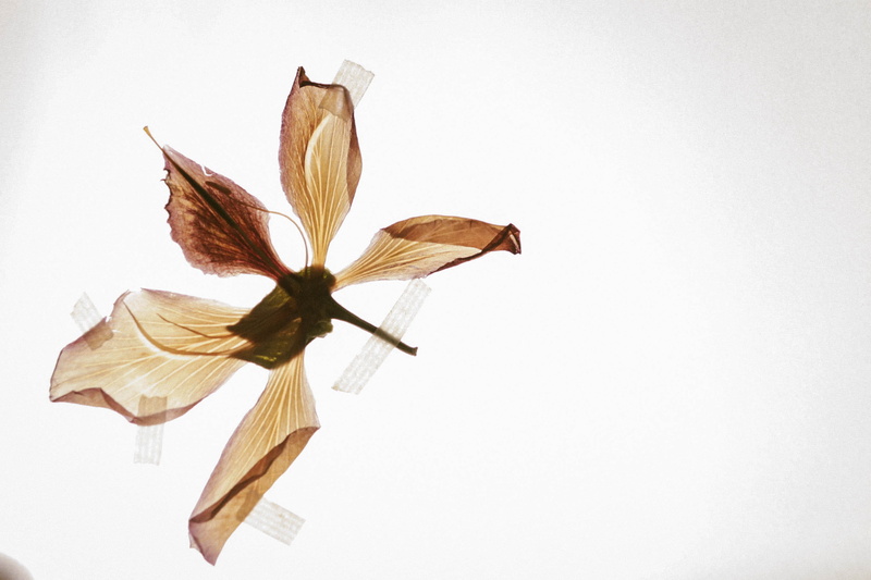 art, plant, nature, beige, biology, notebook, wilted plant, low angle view, orchid, blur, artwork, copy space, color, inflorescence, petals, indoors, summer